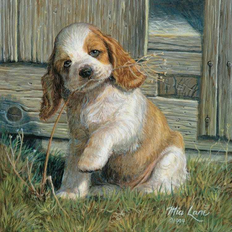 A Is For Adorable-Cocker Spaniel