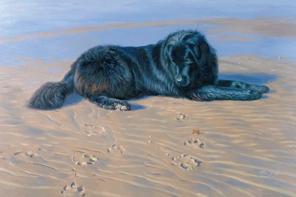 Newfoundlands