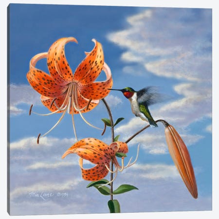 Hummingbird With Lillies Canvas Print #WML24} by Mia Lane Art Print
