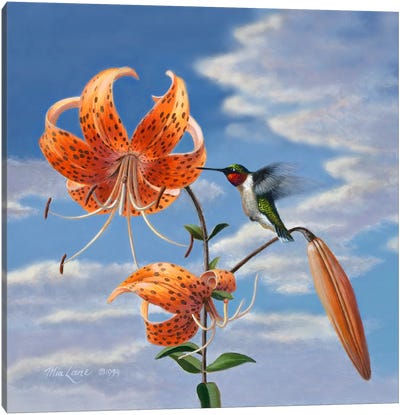 Hummingbird With Lillies Canvas Art Print - Mia Lane