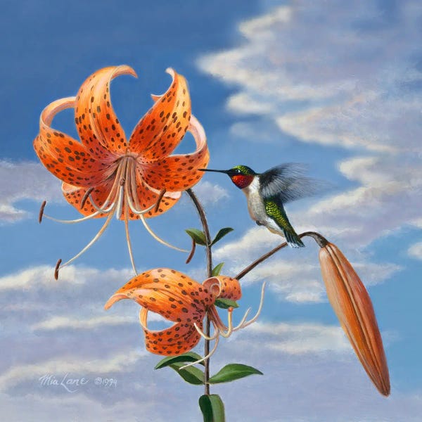 Hummingbirds: Hummingbird With Lillies by Mia Lane