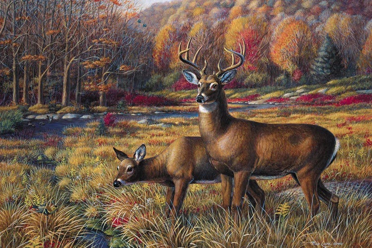 Peace In The Meadow-Whitetail Deer