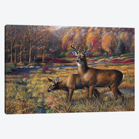 Peace In The Meadow-Whitetail Deer Canvas Print #WML35} by Mia Lane Canvas Artwork