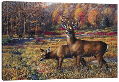 Peace In The Meadow-Whitetail Deer Canvas Art Print - Mia Lane