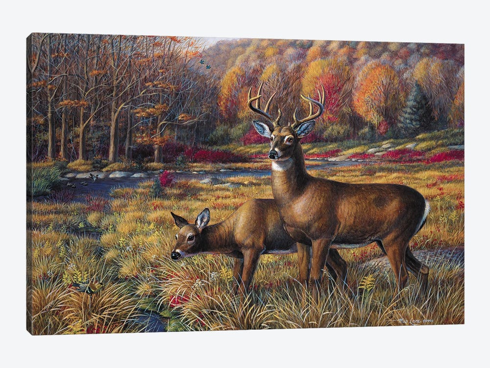 Peace In The Meadow-Whitetail Deer by Mia Lane 1-piece Canvas Print
