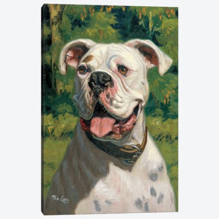 Portrait Of Ike-White Boxer Canvas Print #WML37} by Mia Lane Canvas Art