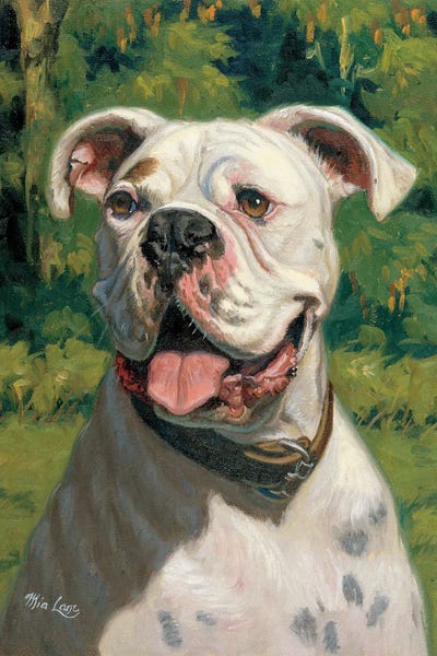 Boxers: Portrait Of Ike-White Boxer by Mia Lane