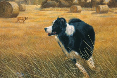 Running-Border Collie by Mia Lane framed canvas print