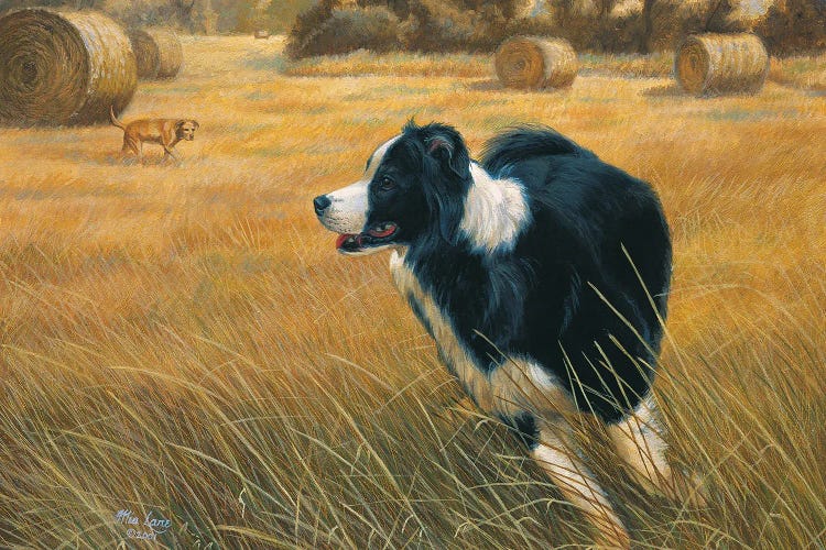 Running-Border Collie