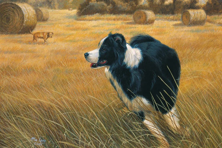 Running-Border Collie by Mia Lane wall art