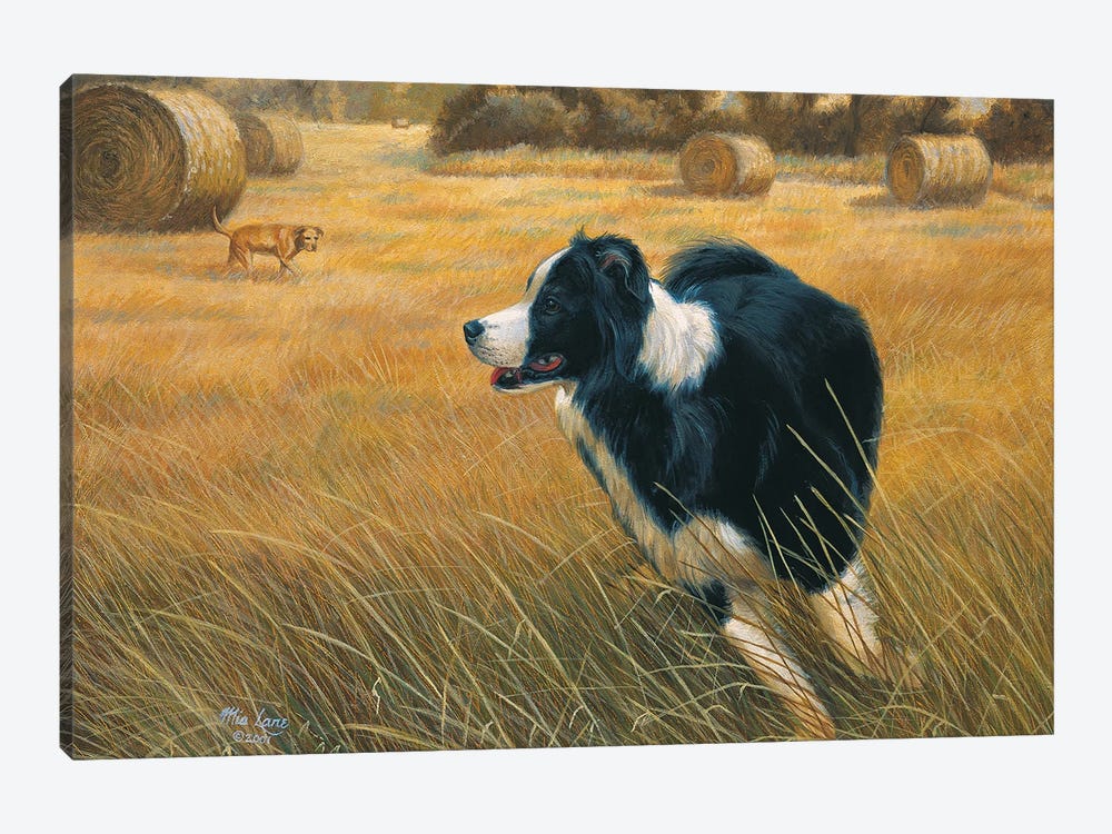 Running-Border Collie by Mia Lane 1-piece Canvas Print