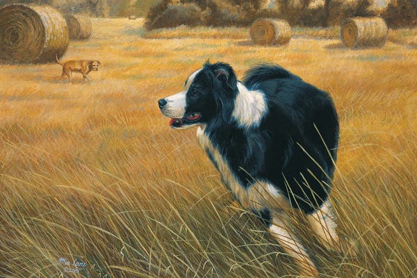 Border Collies: Running-Border Collie by Mia Lane