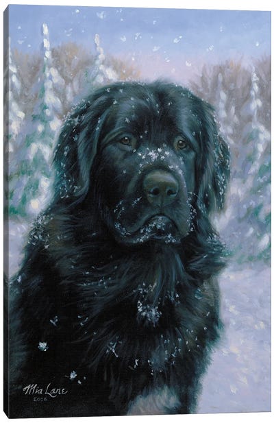 Snow Freckles-Newfoundland Canvas Art Print - Mia Lane