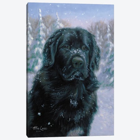 Snow Freckles-Newfoundland Canvas Print #WML43} by Mia Lane Canvas Art