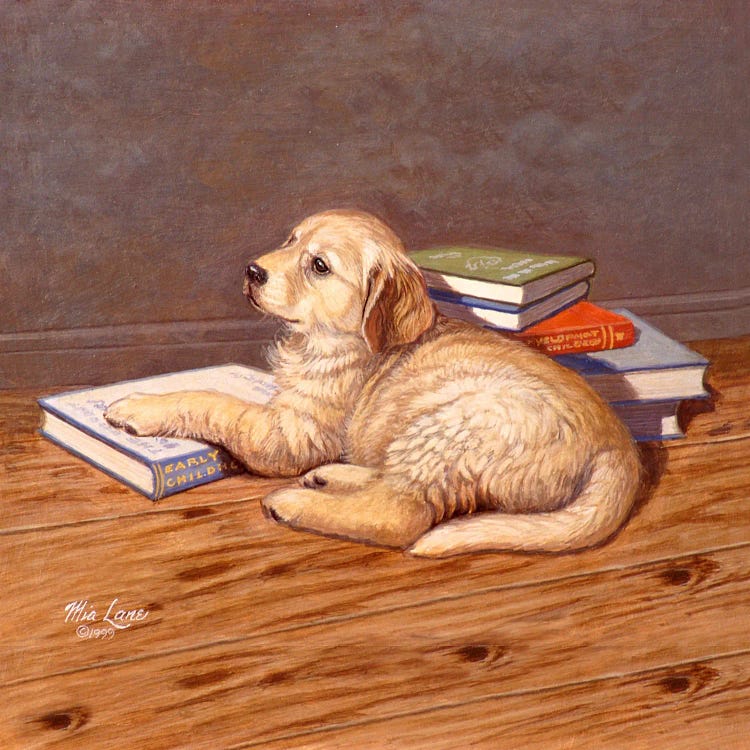 So Much To Learn-Golden Retriever