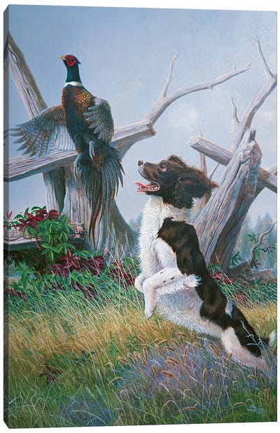 Springer With Pheasant Canvas Art Print - Welsh Springer Spaniel Art