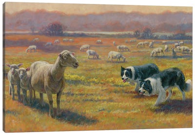 Standoff Canvas Art Print - Shetland Sheepdog Art