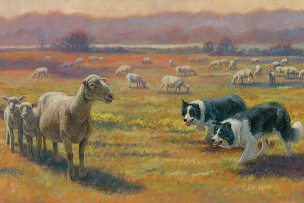 Shetland Sheepdogs: Standoff by Mia Lane