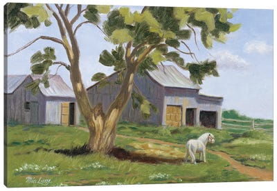 The Horse From Lilliput-Miniature Horse Canvas Art Print - Mia Lane