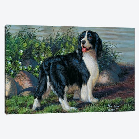 Black And White Springer-Standing Canvas Print #WML4} by Mia Lane Canvas Art Print