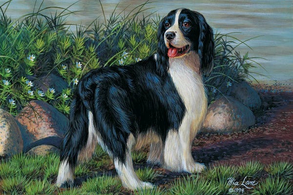 English Springer Spaniels: Black And White Springer-Standing by Mia Lane