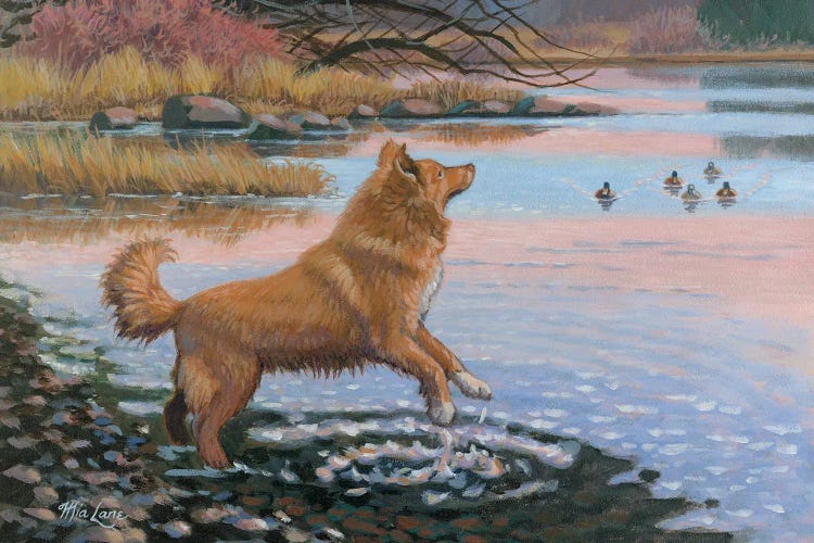 The Red Lure-Nova Scotia Duck Tolling Retriever by Mia Lane wall art