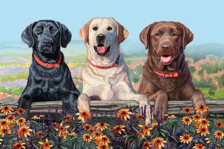 Two Paws Up- Three Labs Over Flowers