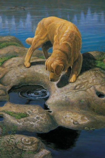 Golden Retrievers: What's That-Golden Retriever by Mia Lane