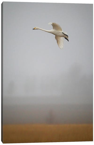 Out Of The Mist Canvas Art Print - Goose Art