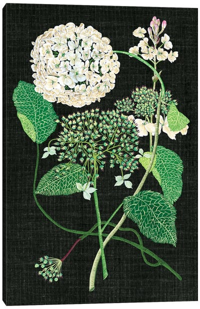 White Hydrangea Study I Canvas Art Print - Botanical Illustrations
