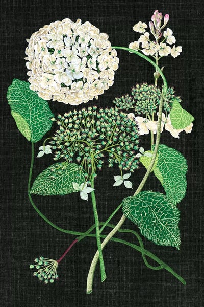 Botanical Illustrations: White Hydrangea Study I by Melissa Wang