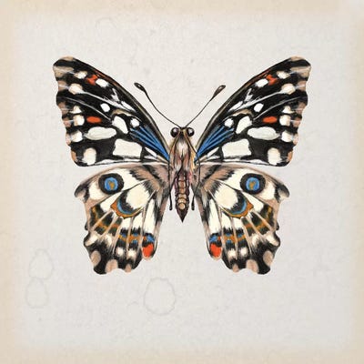 Butterfly Study II by Melissa Wang framed wall art