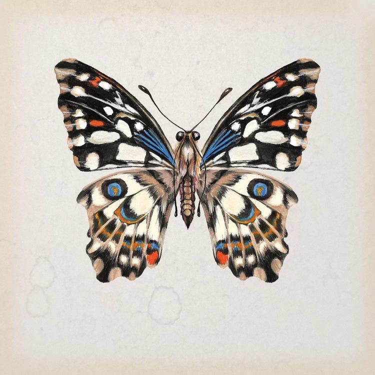 Butterfly Study II