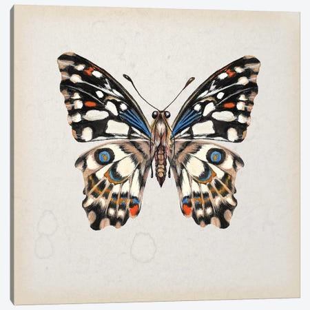 Butterfly Study II Canvas Print #WNG108} by Melissa Wang Canvas Art Print