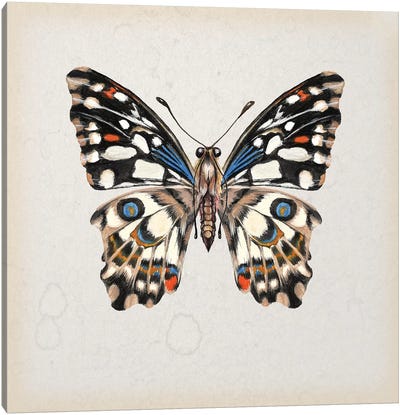 Butterfly Study II Canvas Art Print - Melissa Wang