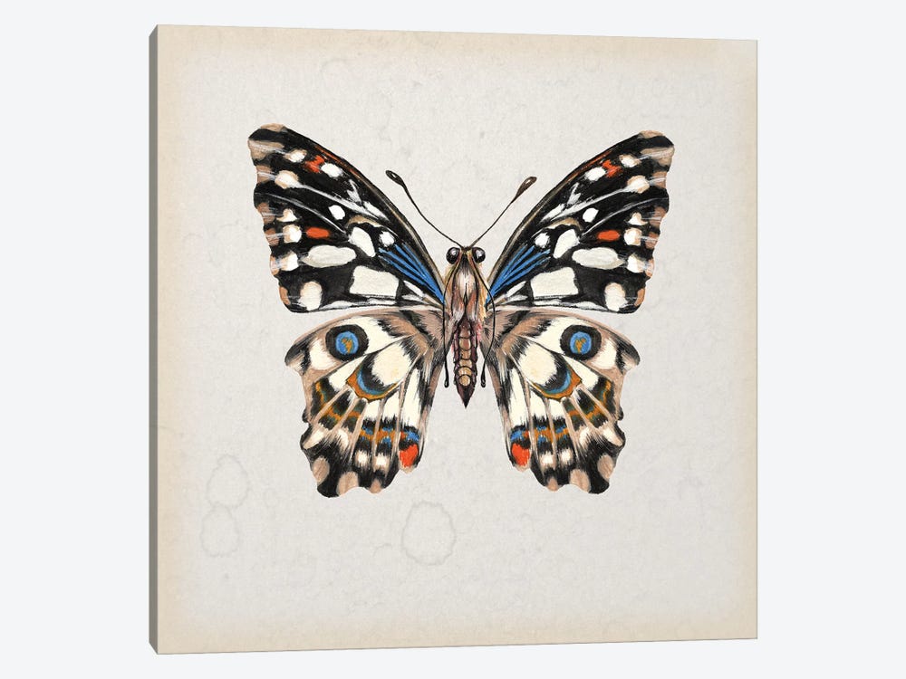 Butterfly Study II by Melissa Wang 1-piece Canvas Wall Art
