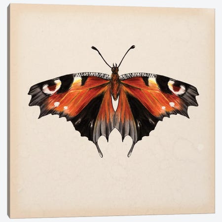 Butterfly Study V Canvas Print #WNG111} by Melissa Wang Canvas Artwork