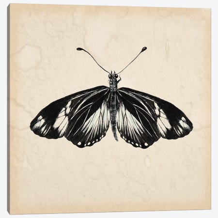 Butterfly Study VI Canvas Print #WNG112} by Melissa Wang Canvas Art