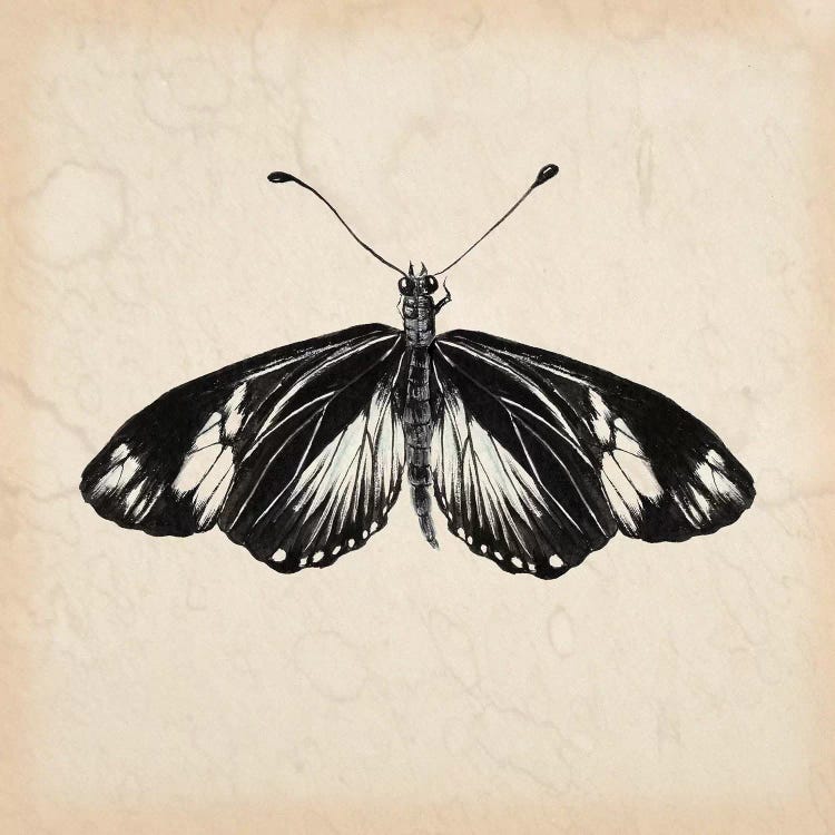Butterfly Study VI by Melissa Wang wall art