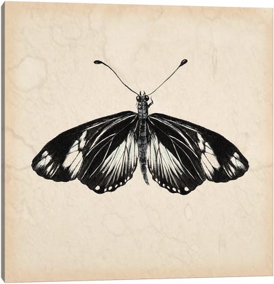 Butterfly Study VI Canvas Art Print - Melissa Wang