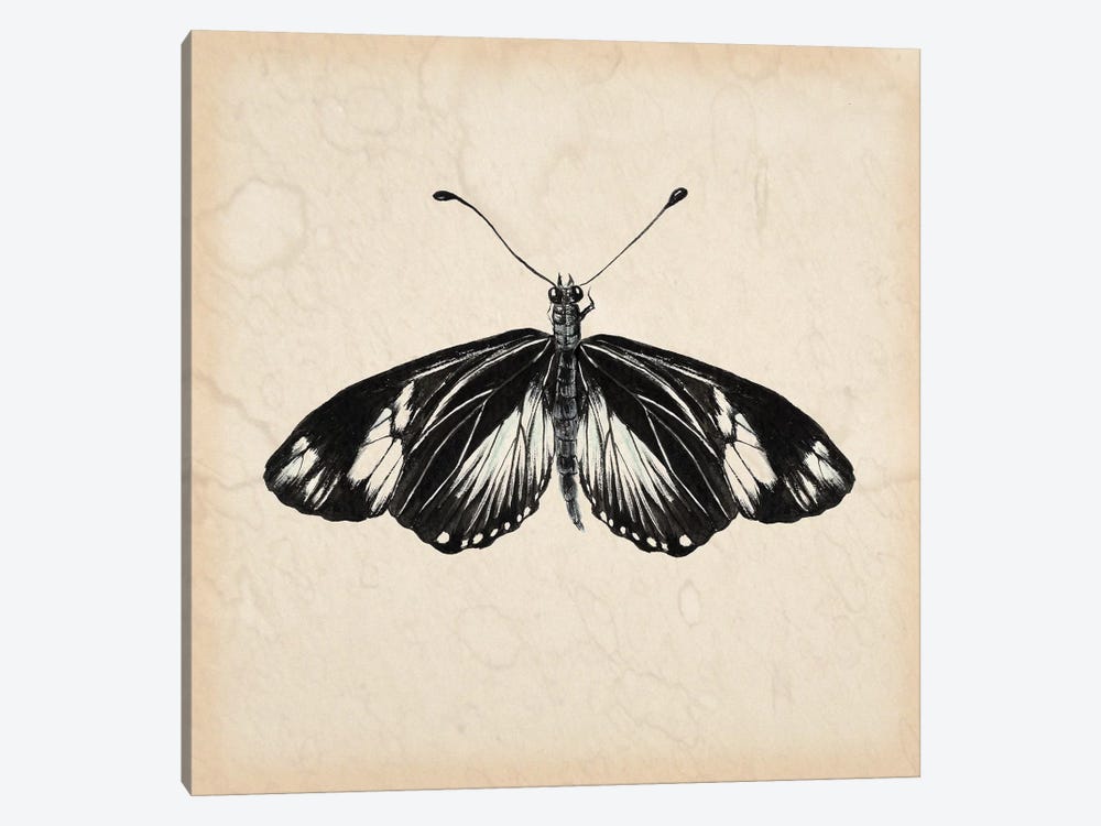Butterfly Study VI by Melissa Wang 1-piece Art Print