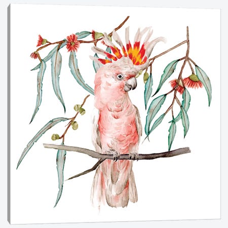 Pink Cockatoo II Canvas Print #WNG1140} by Melissa Wang Canvas Print