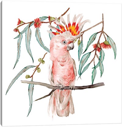 Pink Cockatoo II Canvas Art Print - Cockatoos