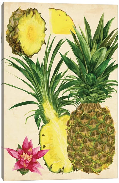 Tropical Pineapple Study II Canvas Art Print - Fruit Art