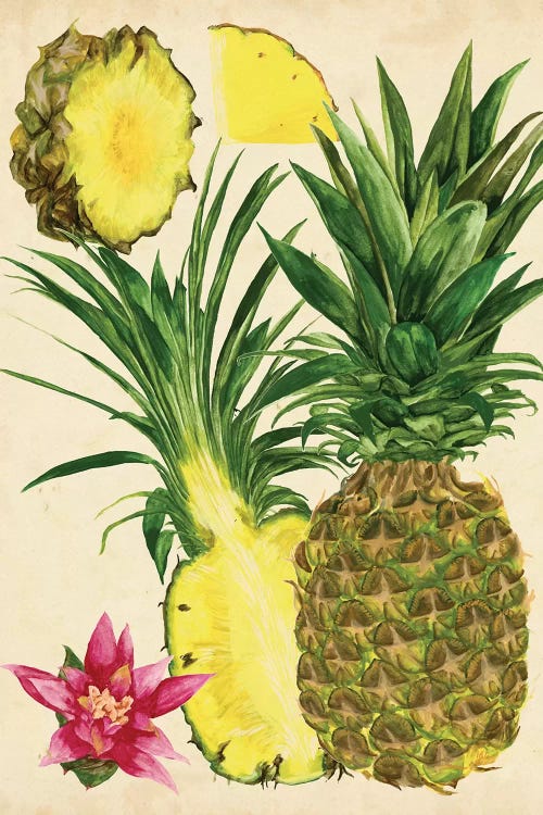 Tropical Pineapple Study II by Melissa Wang wall art