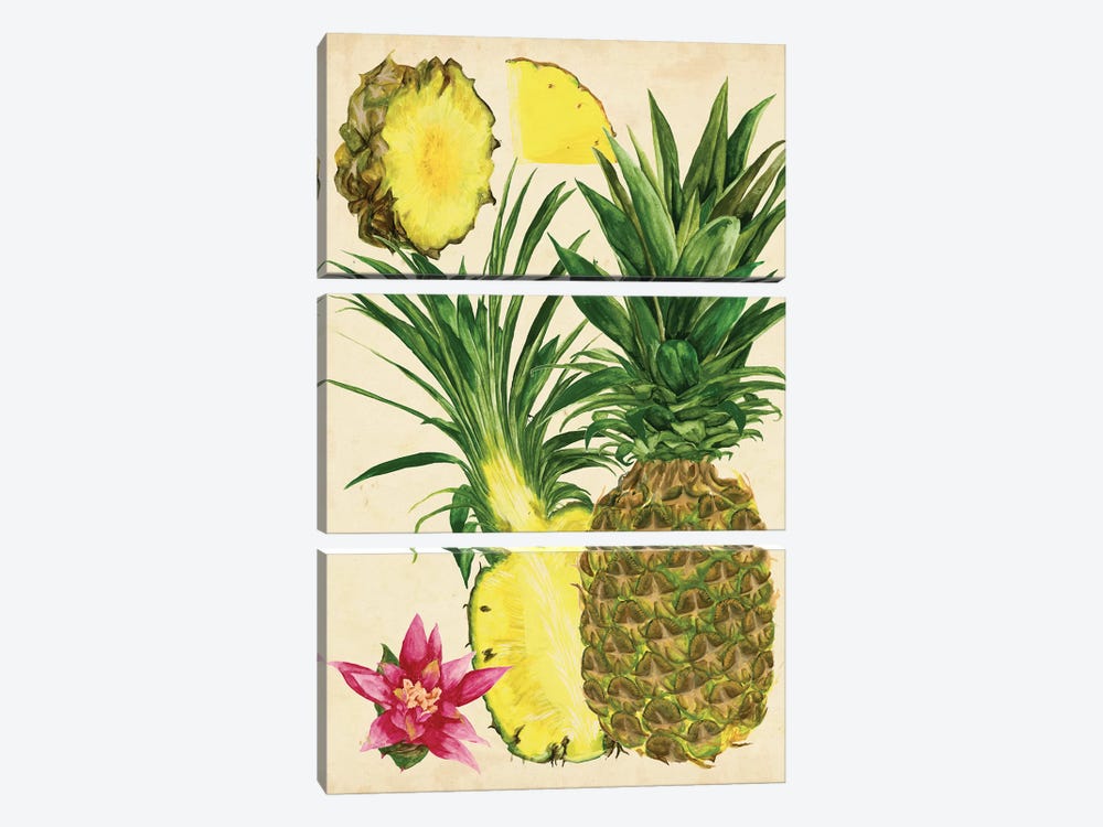 Tropical Pineapple Study II by Melissa Wang 3-piece Canvas Art