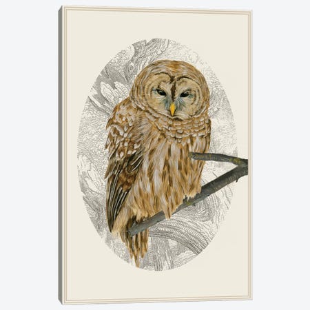 Barred Owl I Canvas Print #WNG127} by Melissa Wang Canvas Art