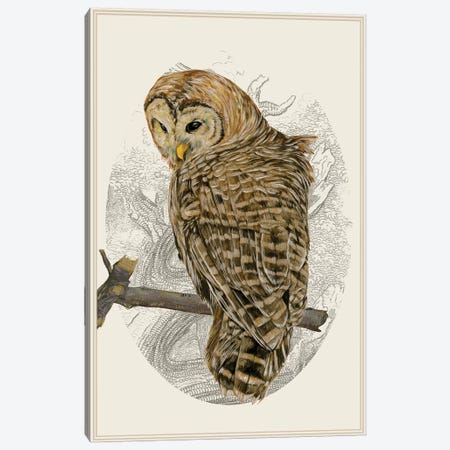 Barred Owl II Canvas Print #WNG128} by Melissa Wang Art Print