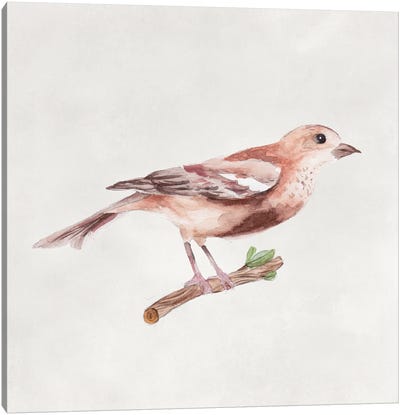 Bird Sketch IV Canvas Art Print - Melissa Wang