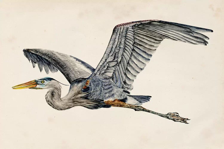 Blue Heron Rendering III